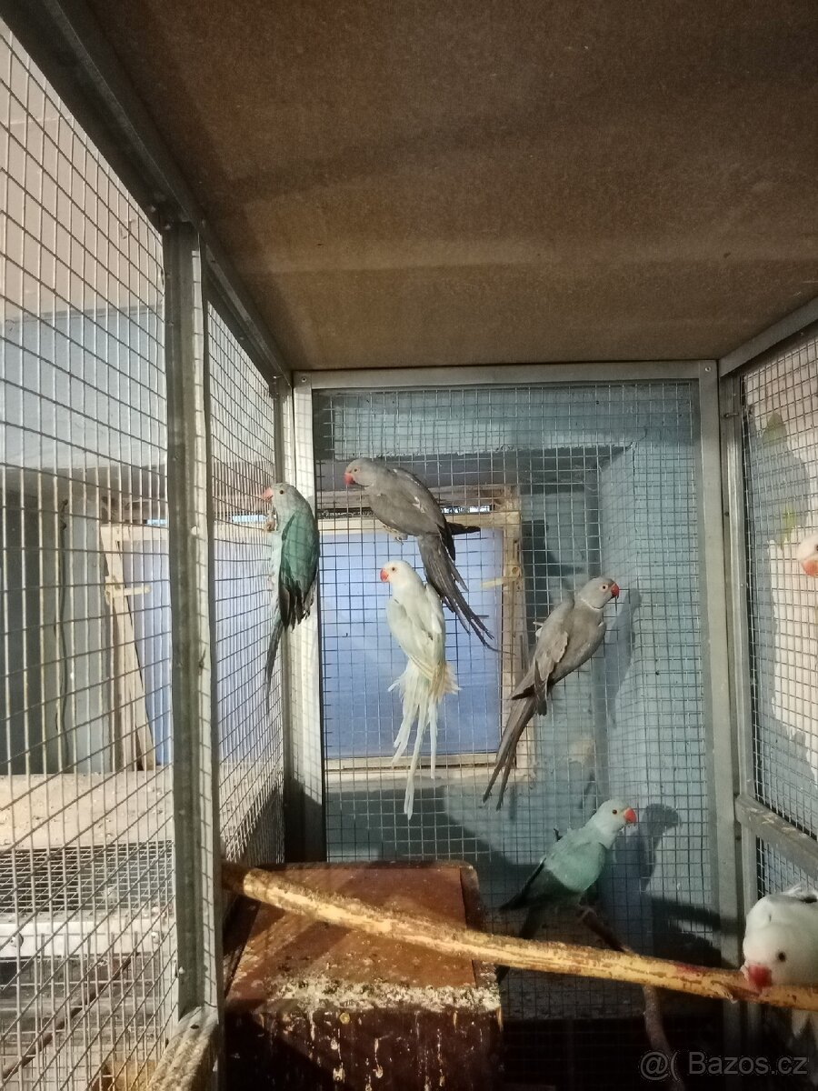 Alexandr malý - 11ks - 2