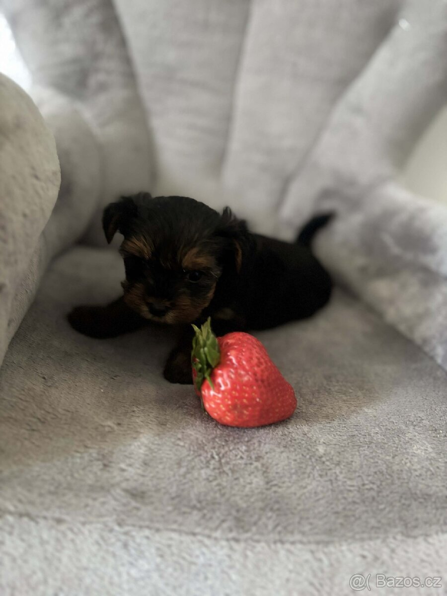 Jorkšírský teriér - 2