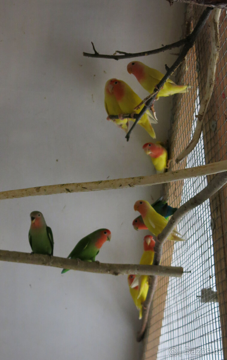 Agapornis růžohrdlý - 2