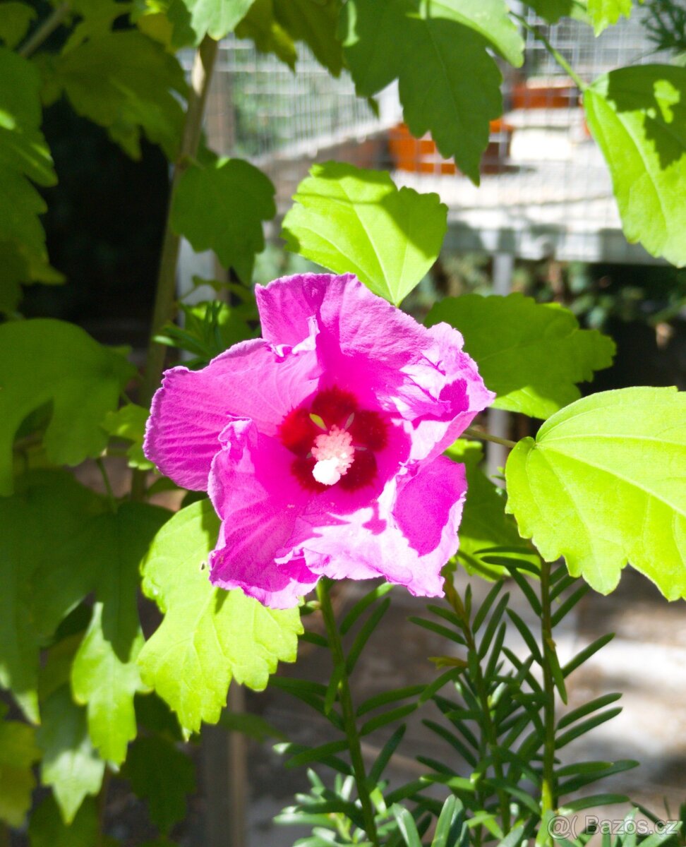 Ibišek syrský (Hibiscus syriacus) - 2