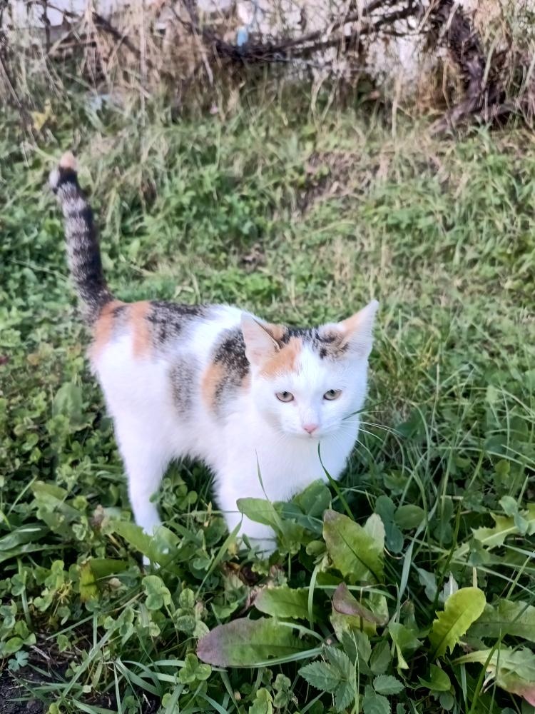 Darujeme koťata - 2