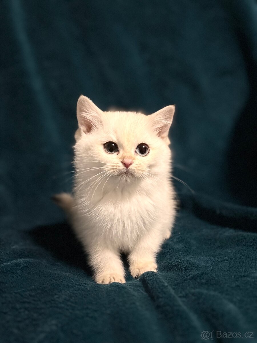 Britské kotě bílá činčila - 2