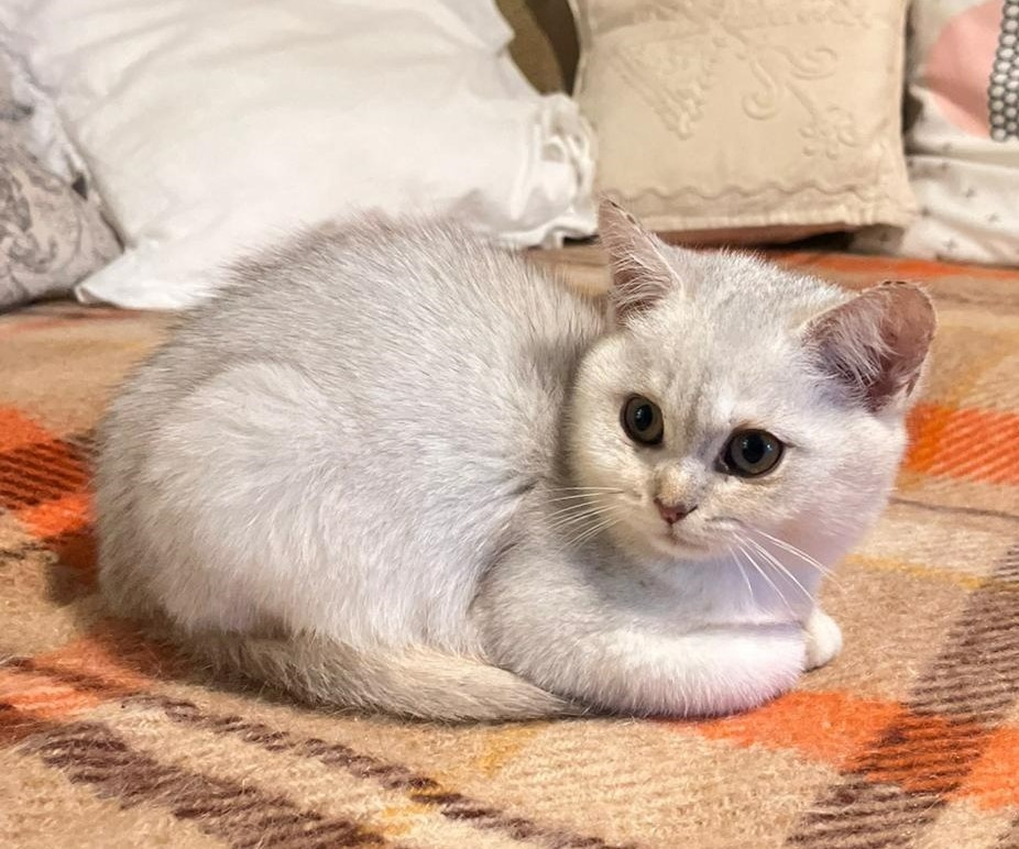 Britská koťátka bez PP - 2