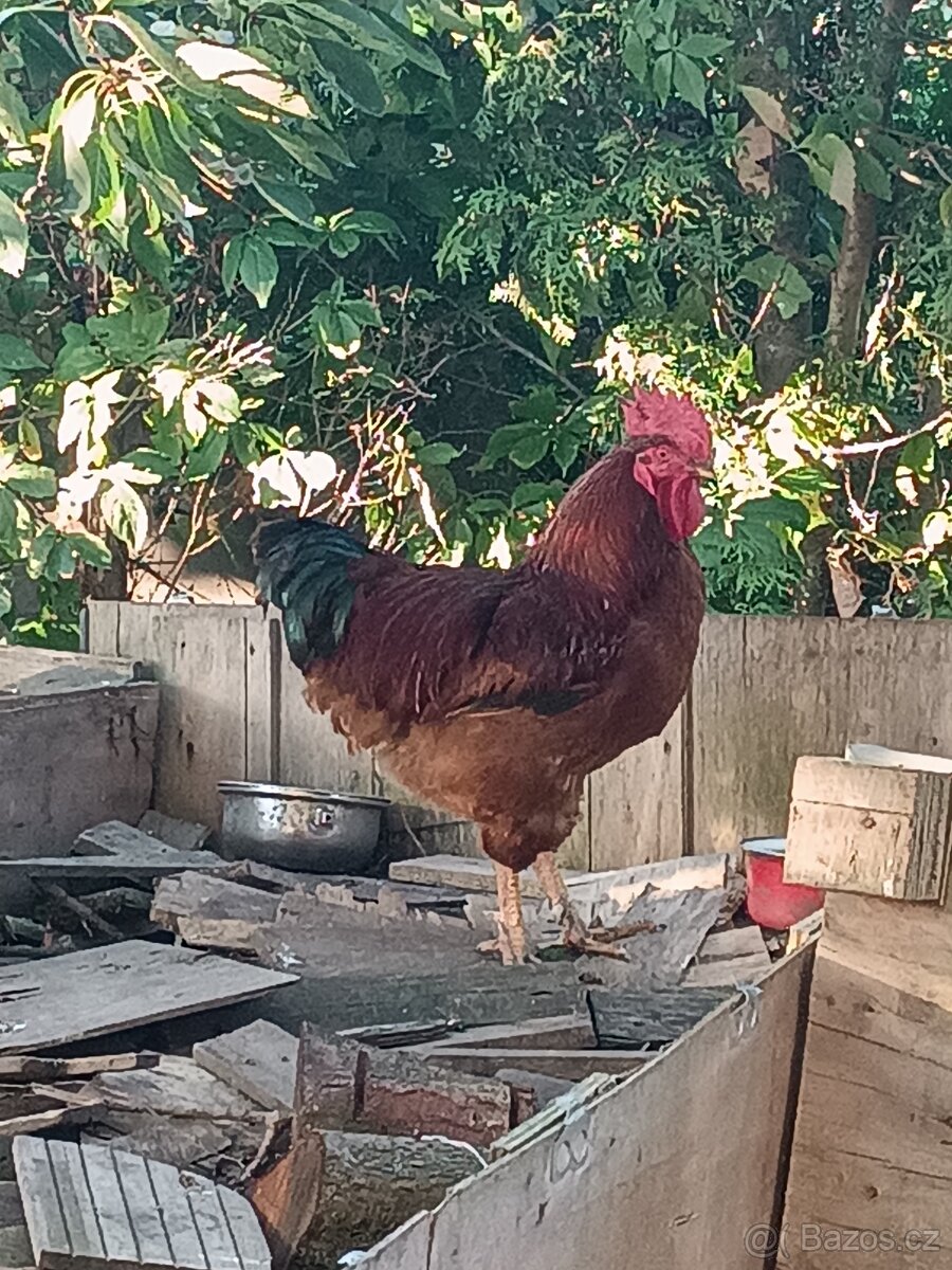 Prodám dva kohouty - 2