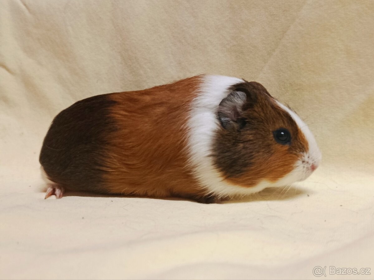 Samička morče ♀️ - 2