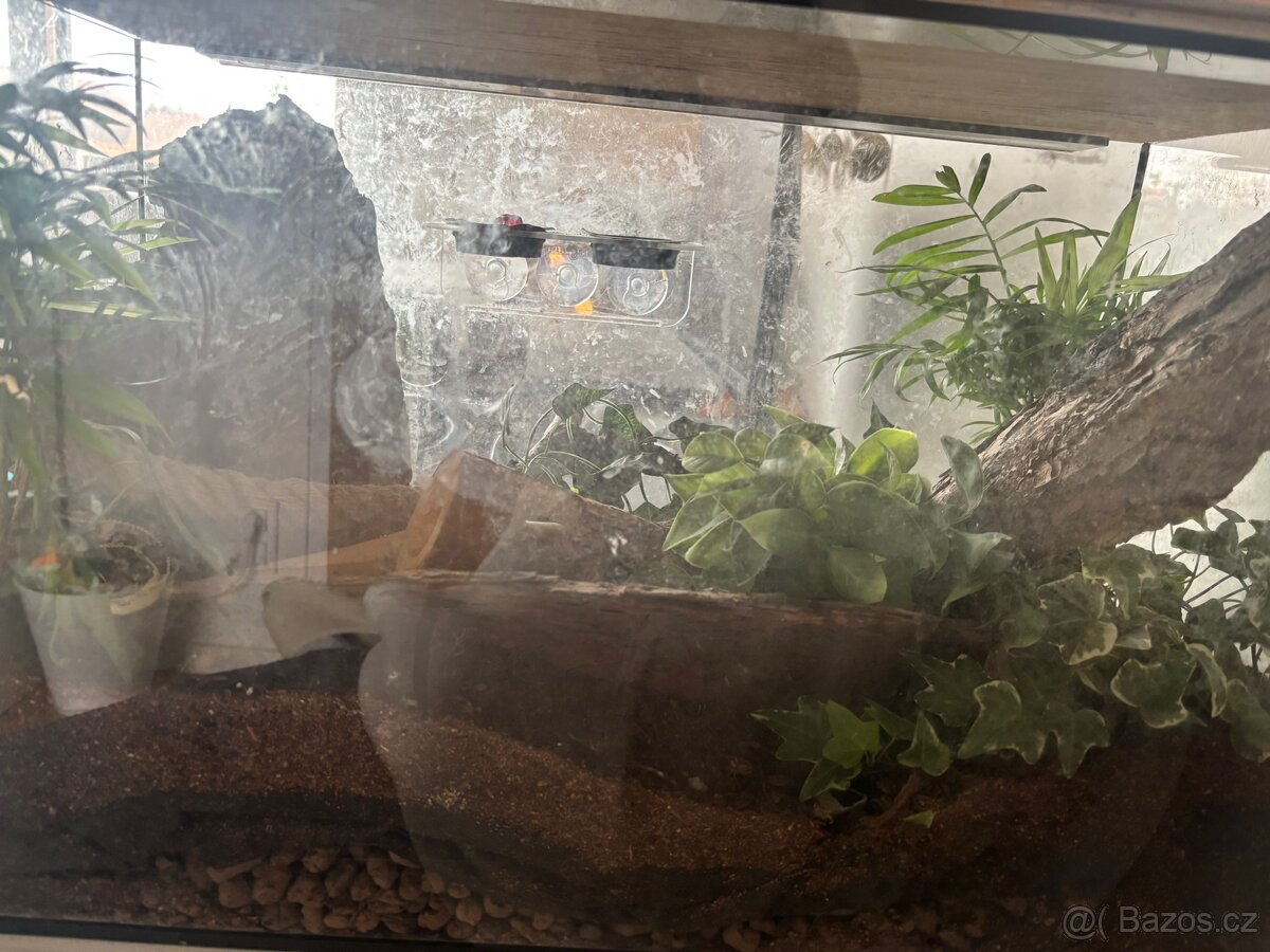 Pagekoni terarium + 3 gekoni - 2