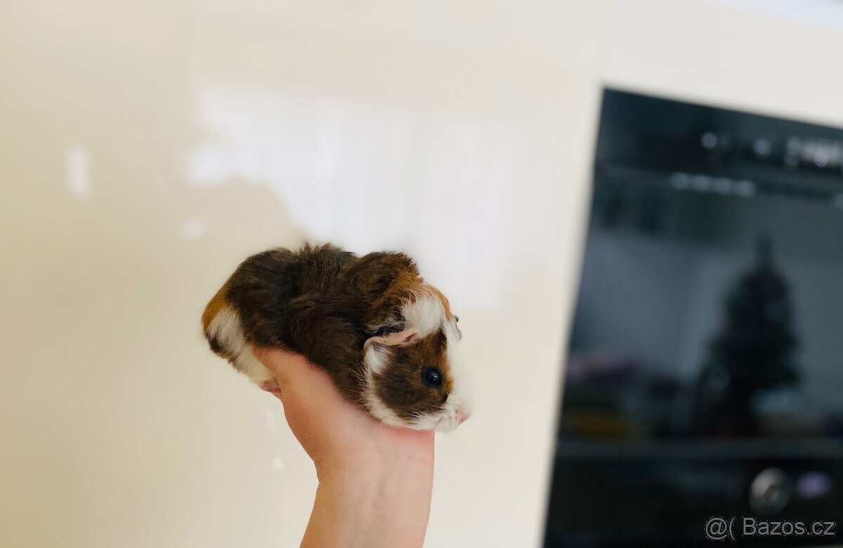 Roztomilá rozcuchaná morčecí slečna hledá nový domov 🐹🤍🤎 - 2