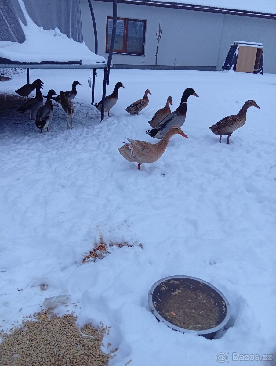 Indický běžec - 2