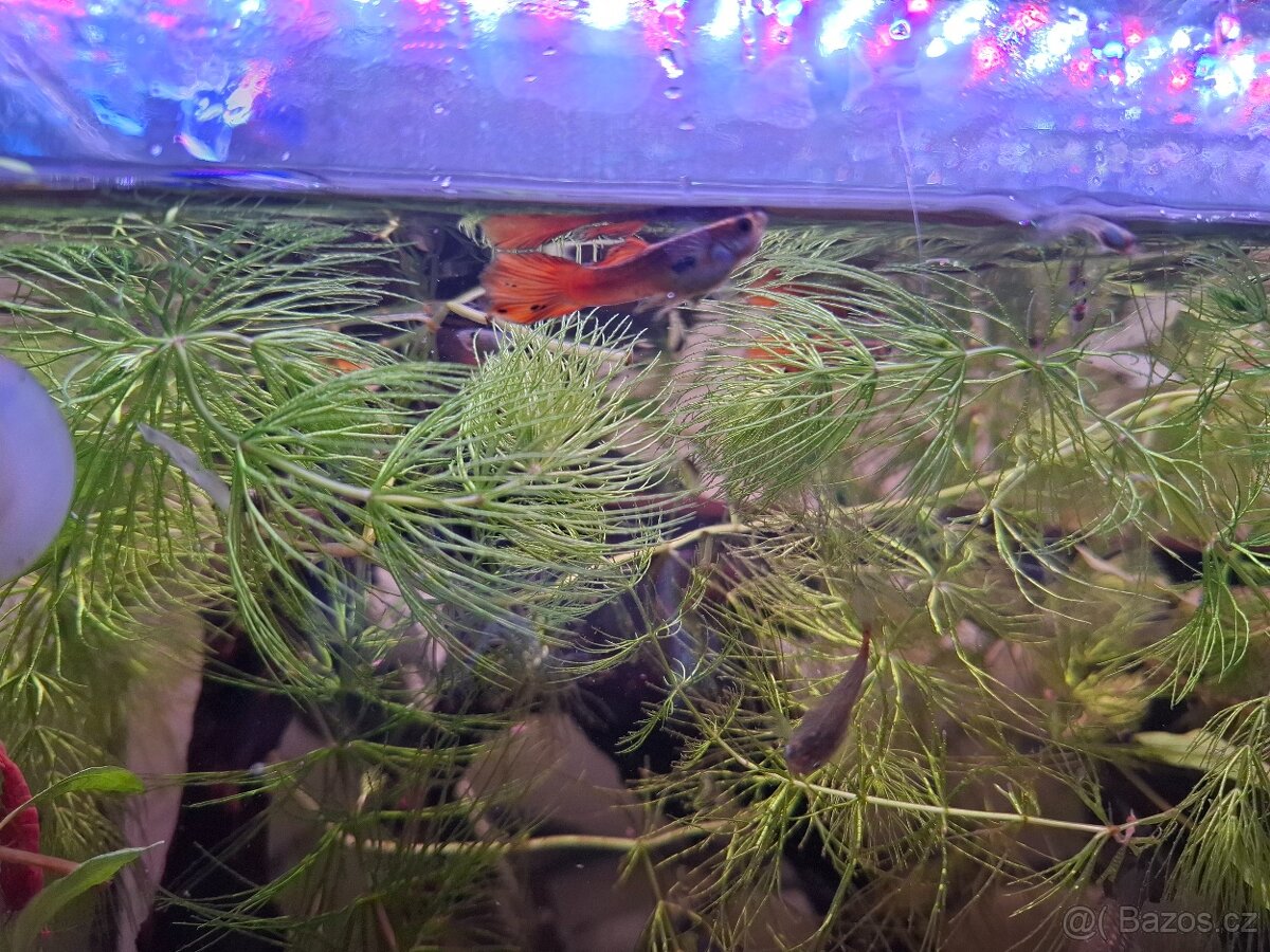 Paví očka, ancistrus, neonky - 2