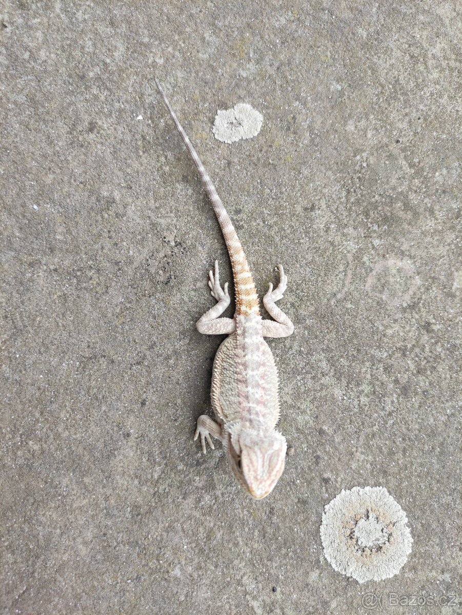 agama vousatá, terárium - 2