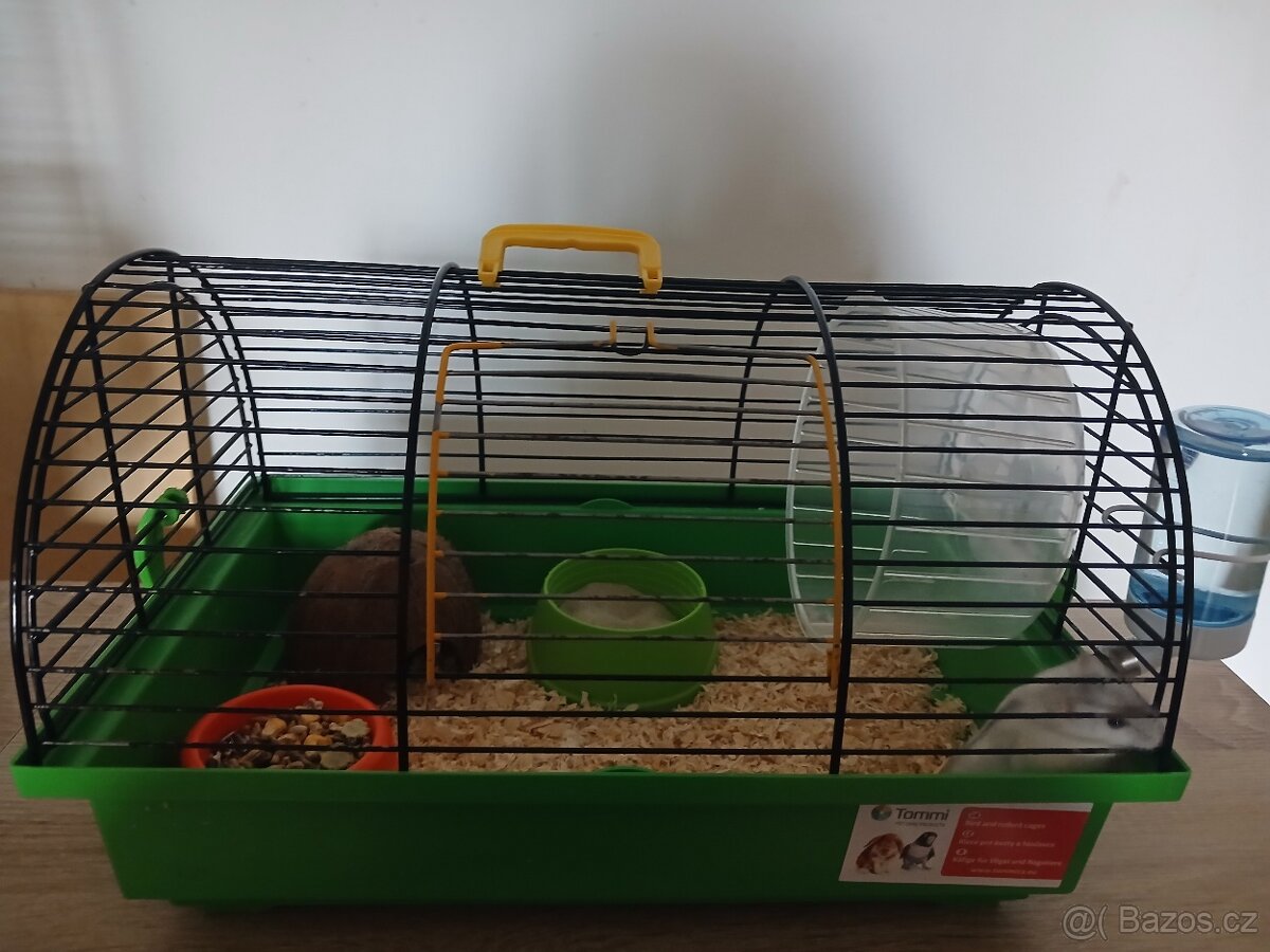 Křeček Džungarský - 2