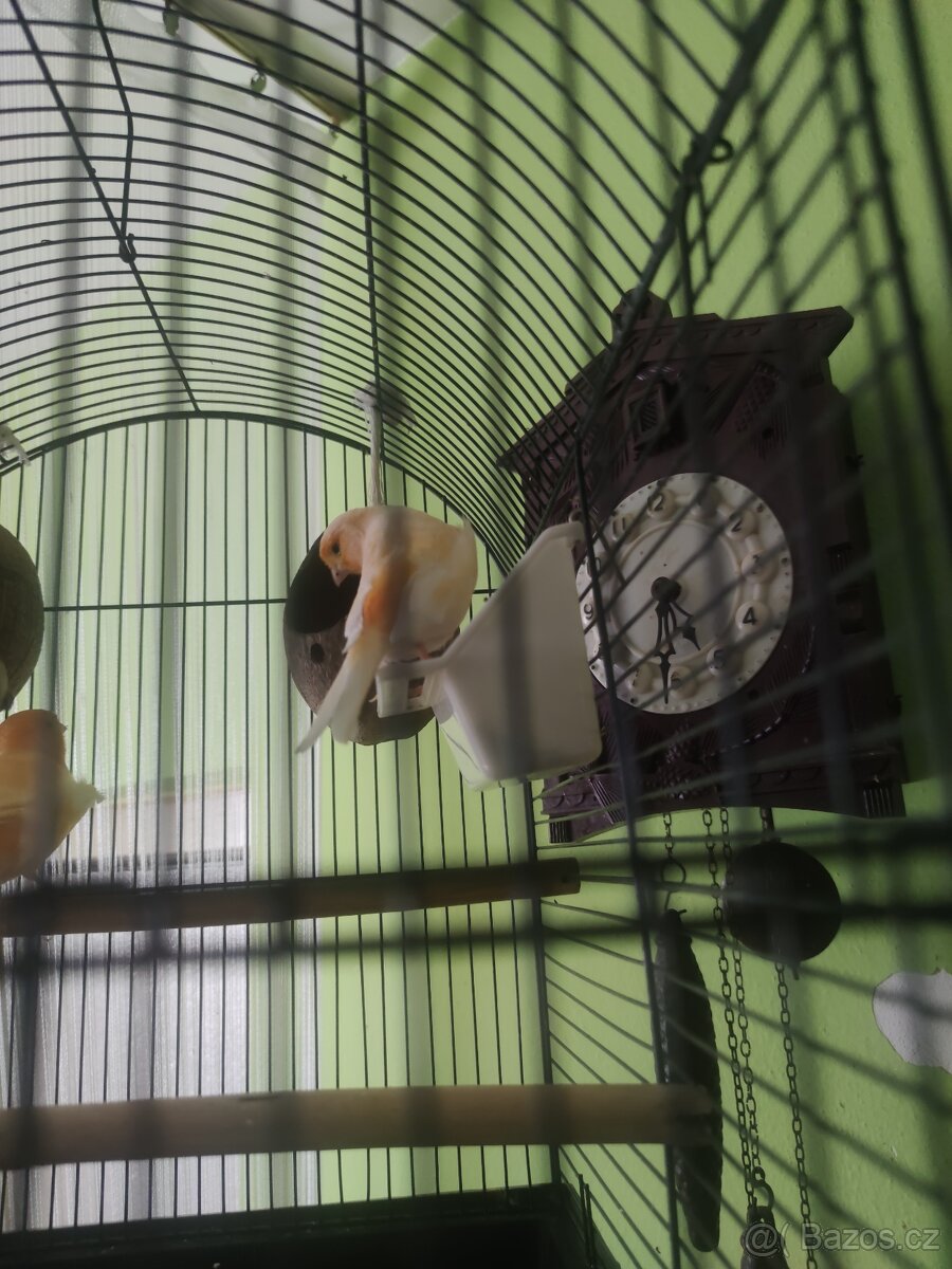 Kanár samice +klec - 2