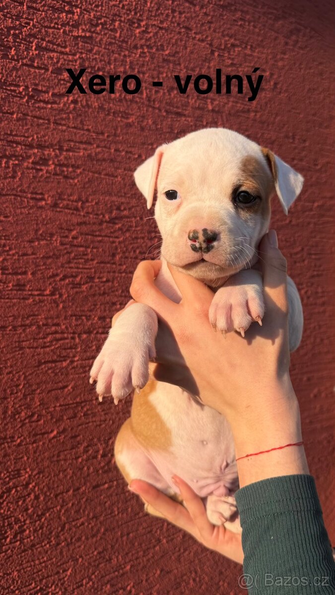 Americký stafordširský terier - 2