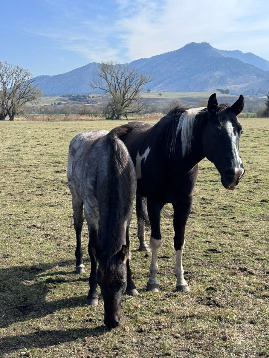 žrebček American Paint Horse, APH - 2