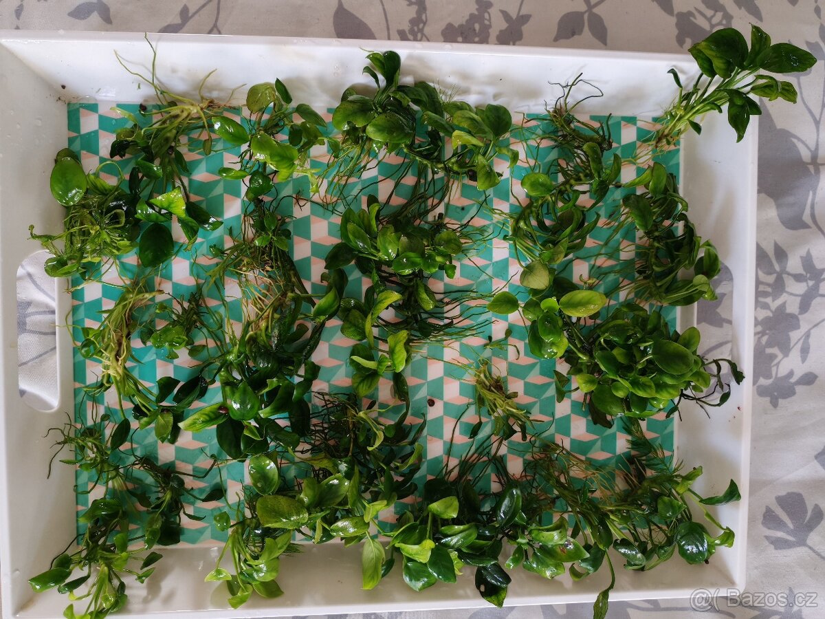Anubias - 2