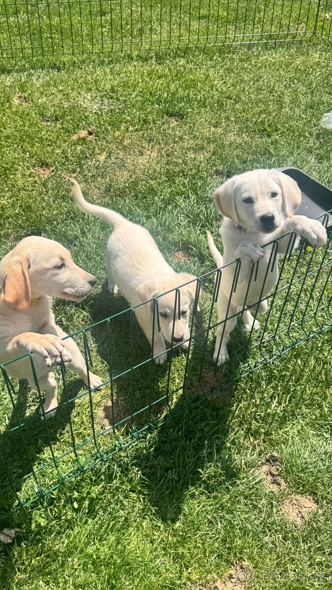 Labradorský retrívr - 2