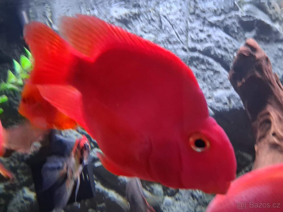Rybičky akvarijní cichlidy a gibbiceps - 2