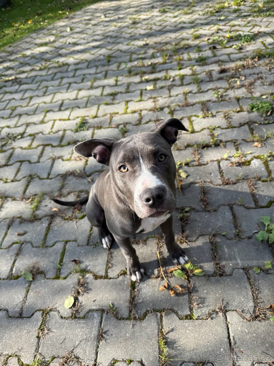 Americký staford - 2