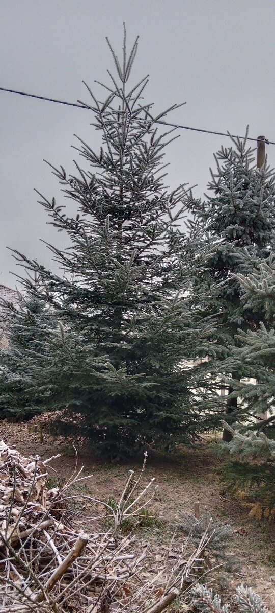 Vánoční stromeček, stromek, strom, jedle - 2