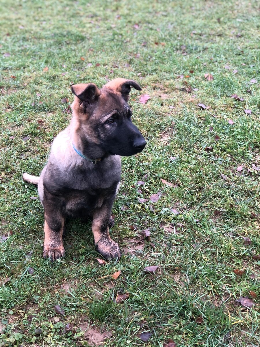 Stene Německého ovcaka s PP - 2