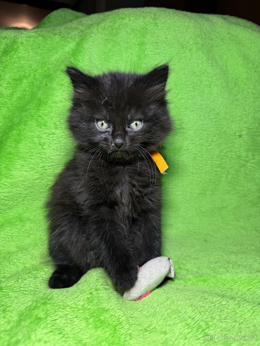Koťátko Hope 🍀 - 2