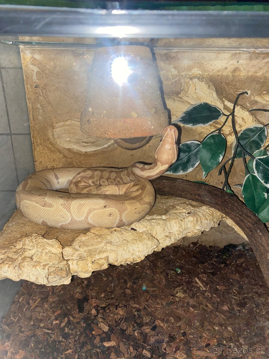 Krajta královská - 2