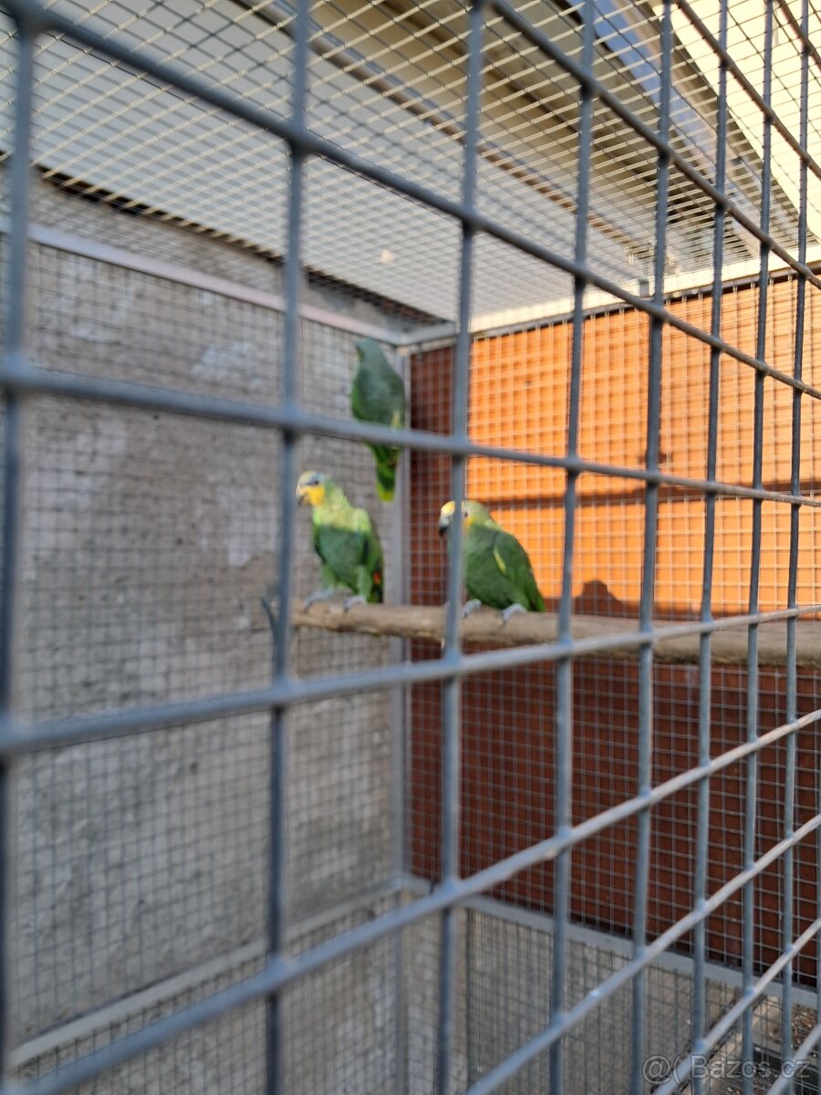 Amazonan oranžovokřidly - 2