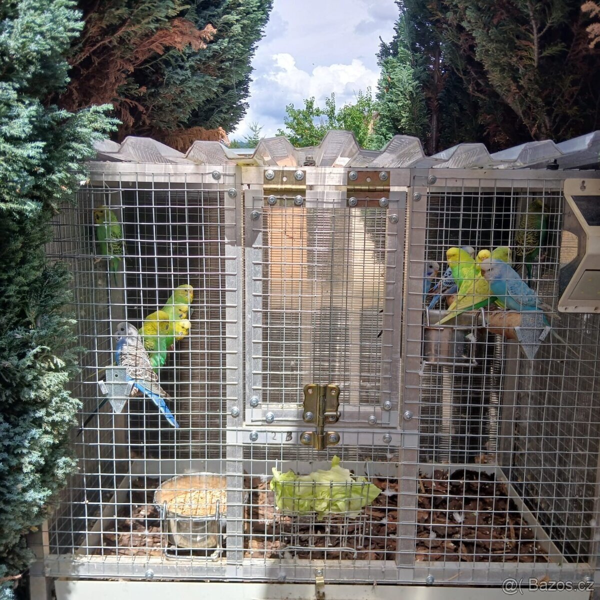 Andulka vlnkovaná - 2