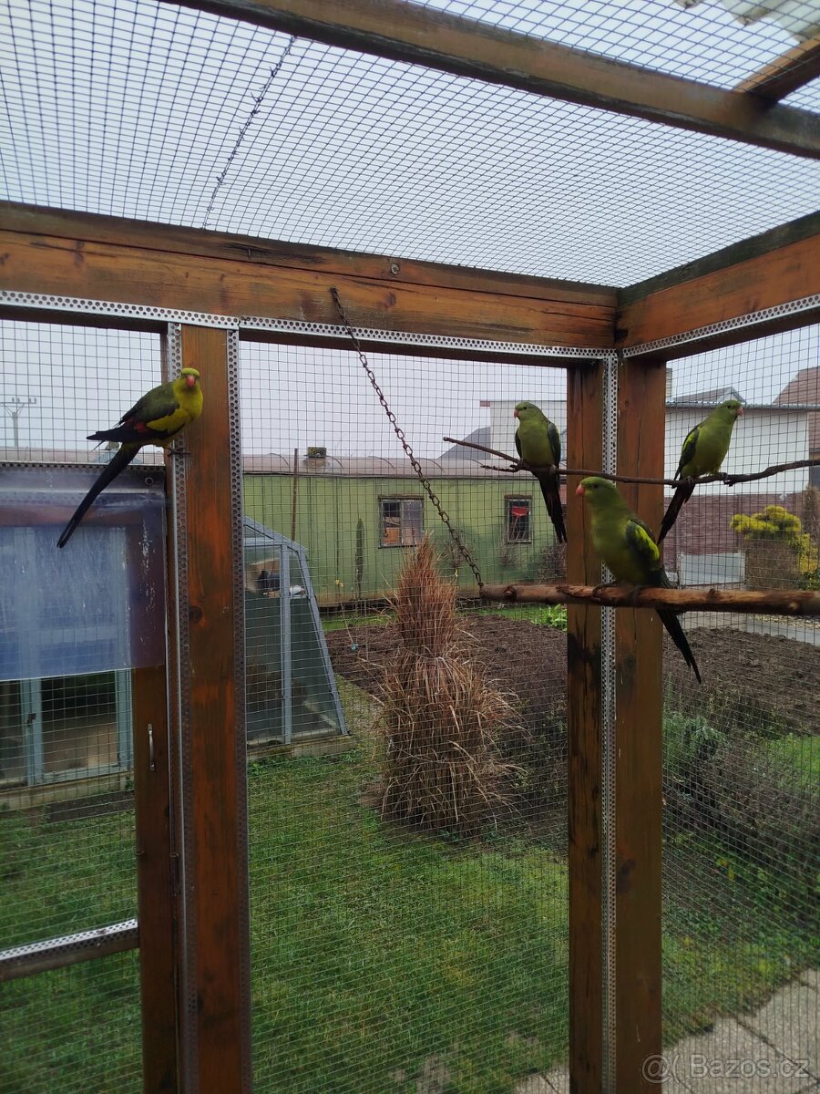 Papoušek horský - 2