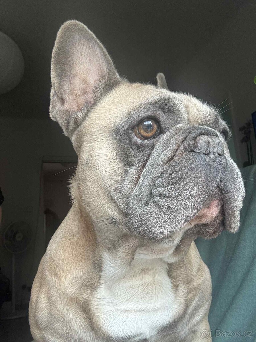 Francouzsky buldoček - 2