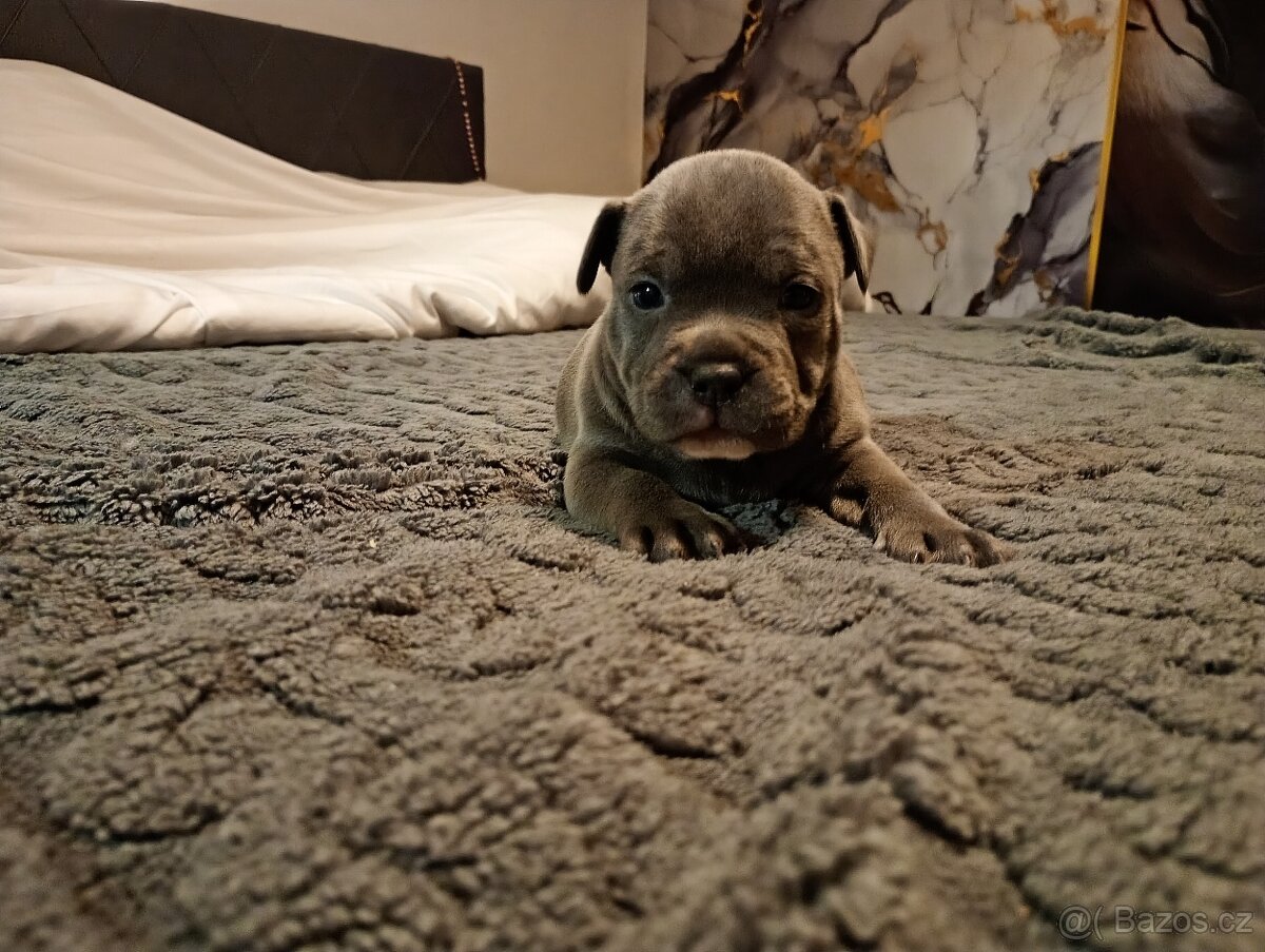 Stafordšírský bulteriér - 2