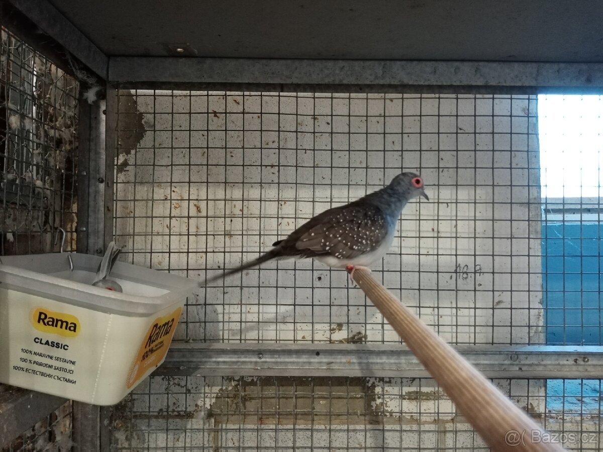 Holoubek diamantový 1.0 - 2