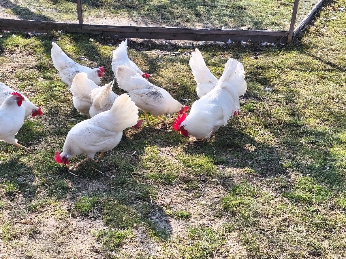 Násadová vejce - 2