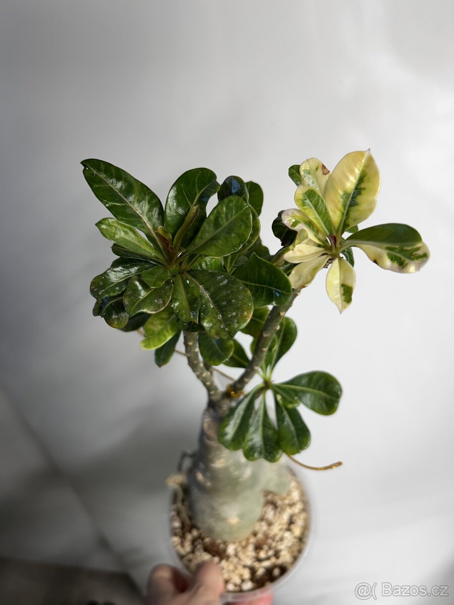 adenium obesum - 2