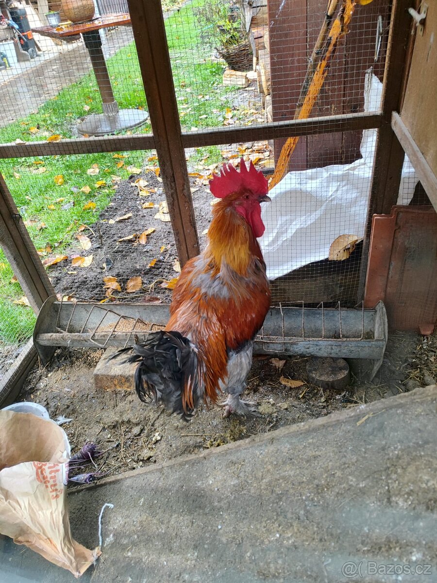 Čistokrevný maranský kohout - 2