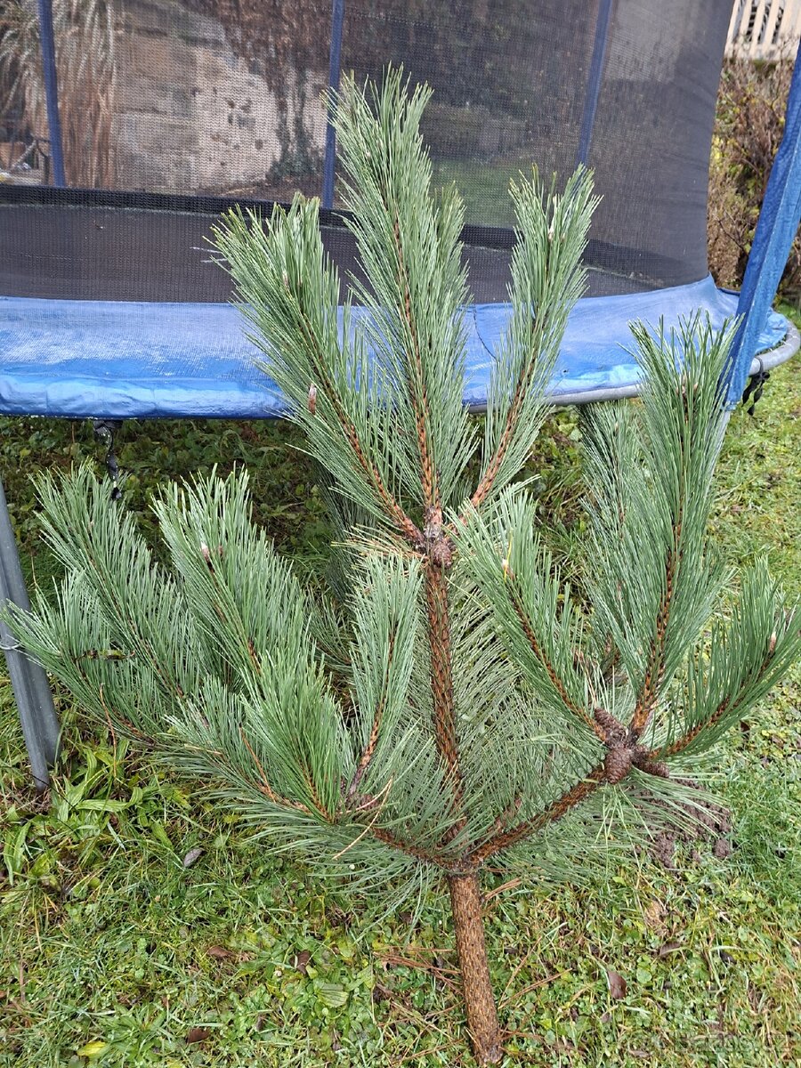 Vánoční stromeček borovička - 2