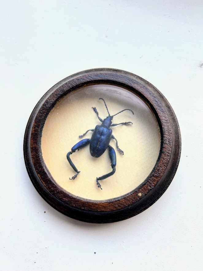 Entomologický preparát – exotický brouk Sagra, Jáva - 2