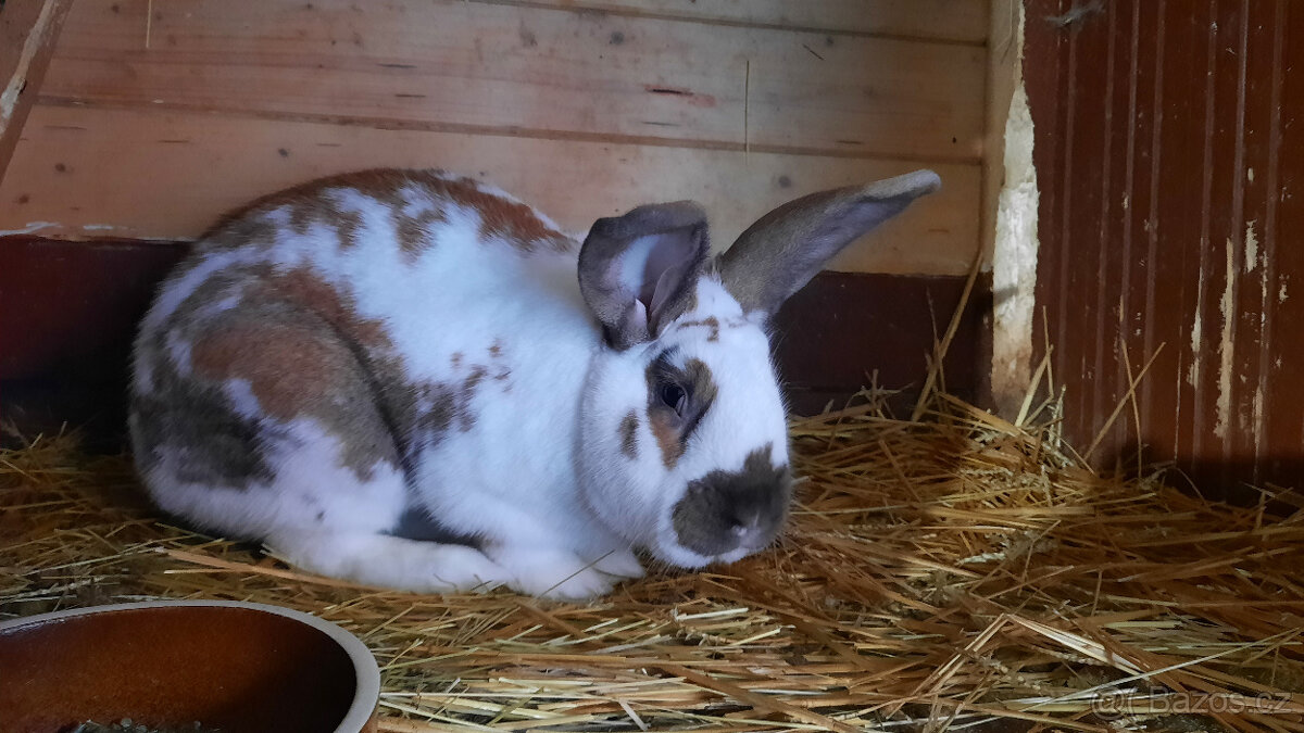 Prodám samce do chovu 5,8 kg - 2