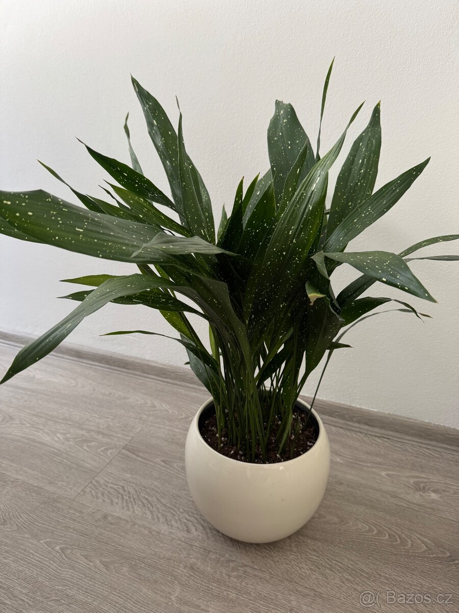 Aspidistra milky way - 2