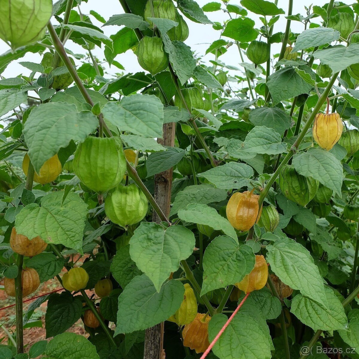 Mochyně Peruánská - 2