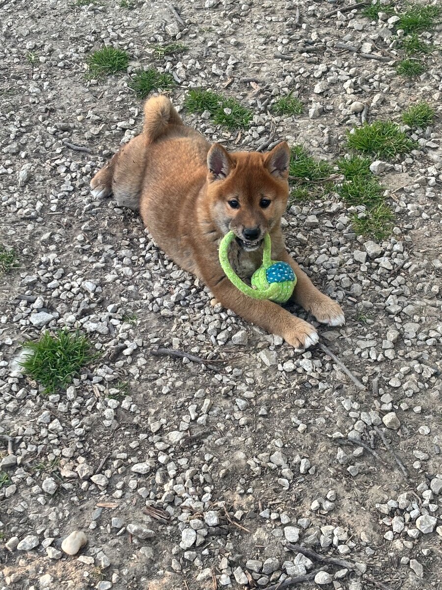 Shiba Inu s PP,FCI - 2