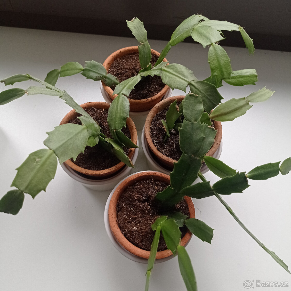 vánoční kaktus - 2