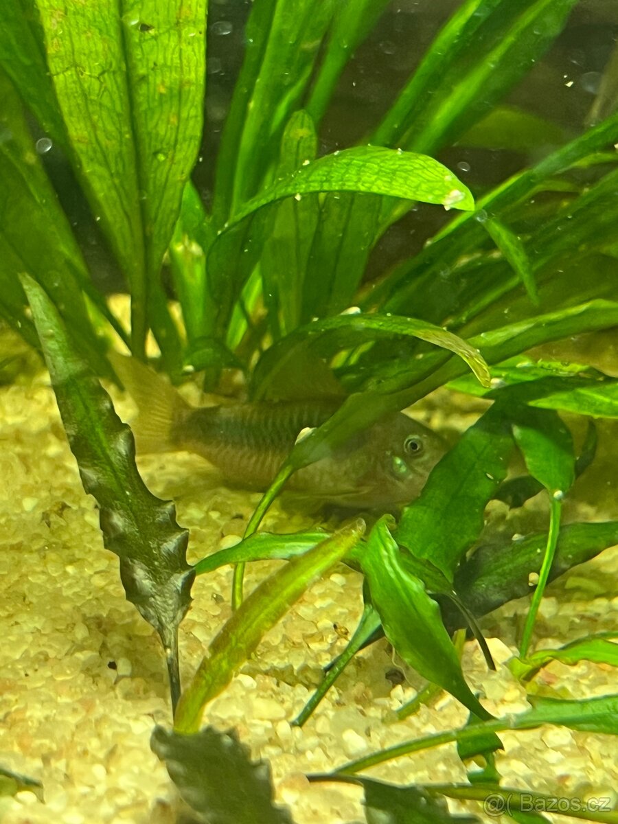 Corydoras - 2