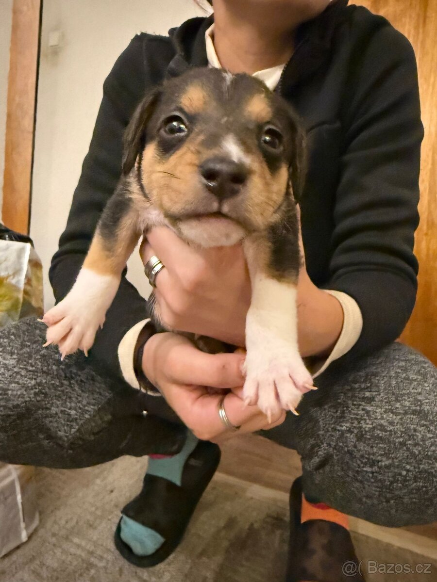 Prodej Štěňátek - 2