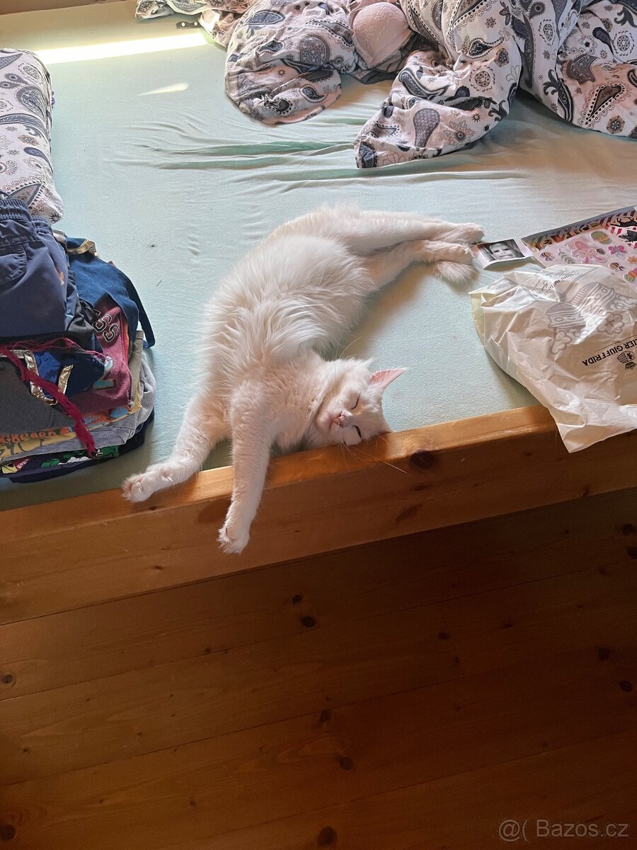 Mainská mývalí kočka - 2