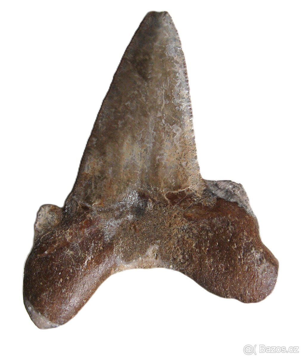 žralok Carcharocles auriculatus - zub 7, 5 cm - 2