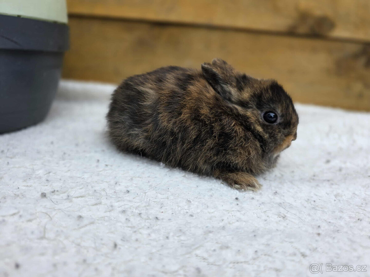 zakrslý Teddy králíček s PP- samička - 2