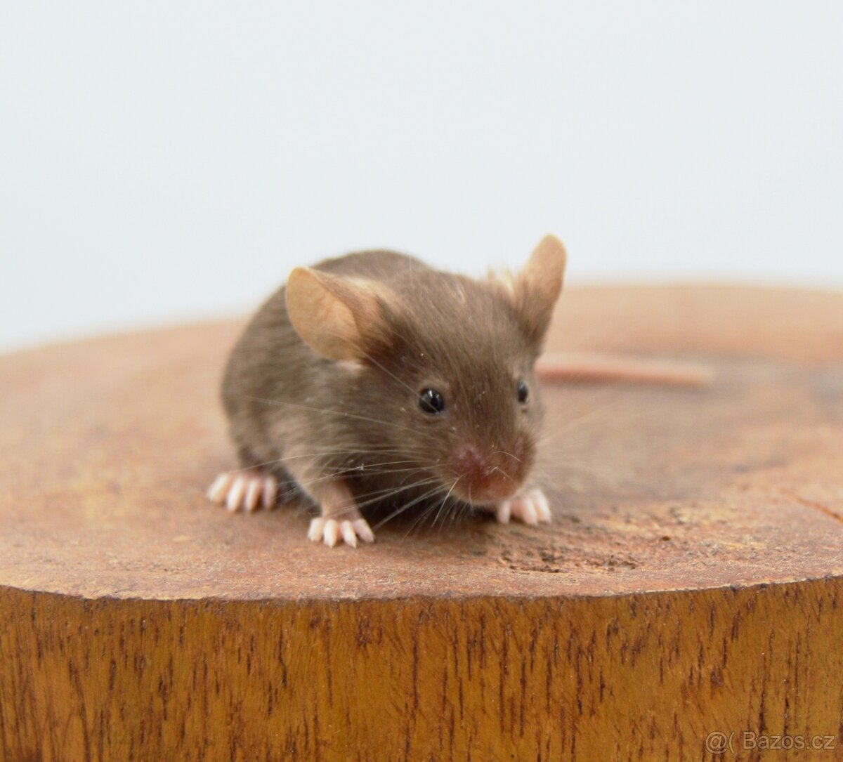 Pet myšky - 2