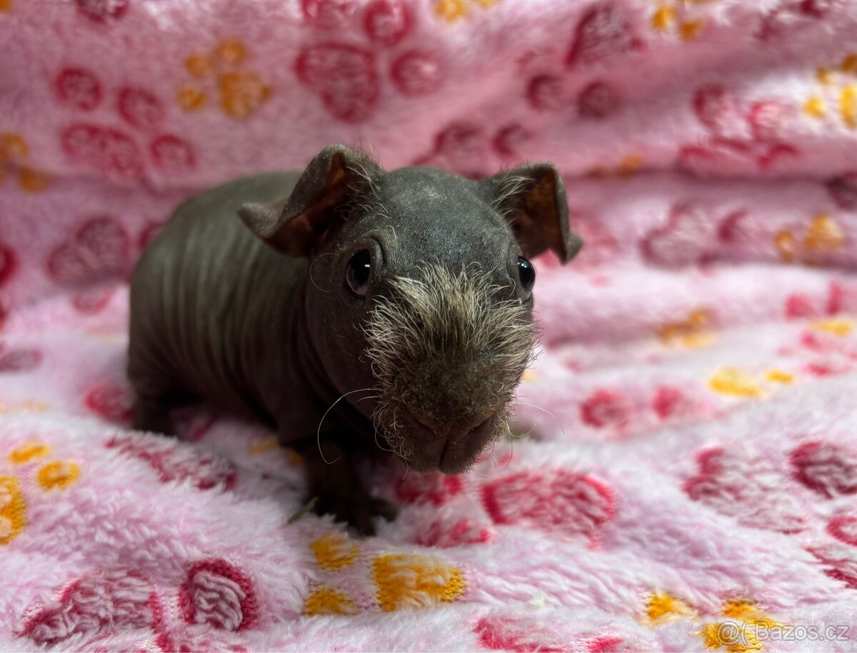 Skinny morčátko s PP - 2