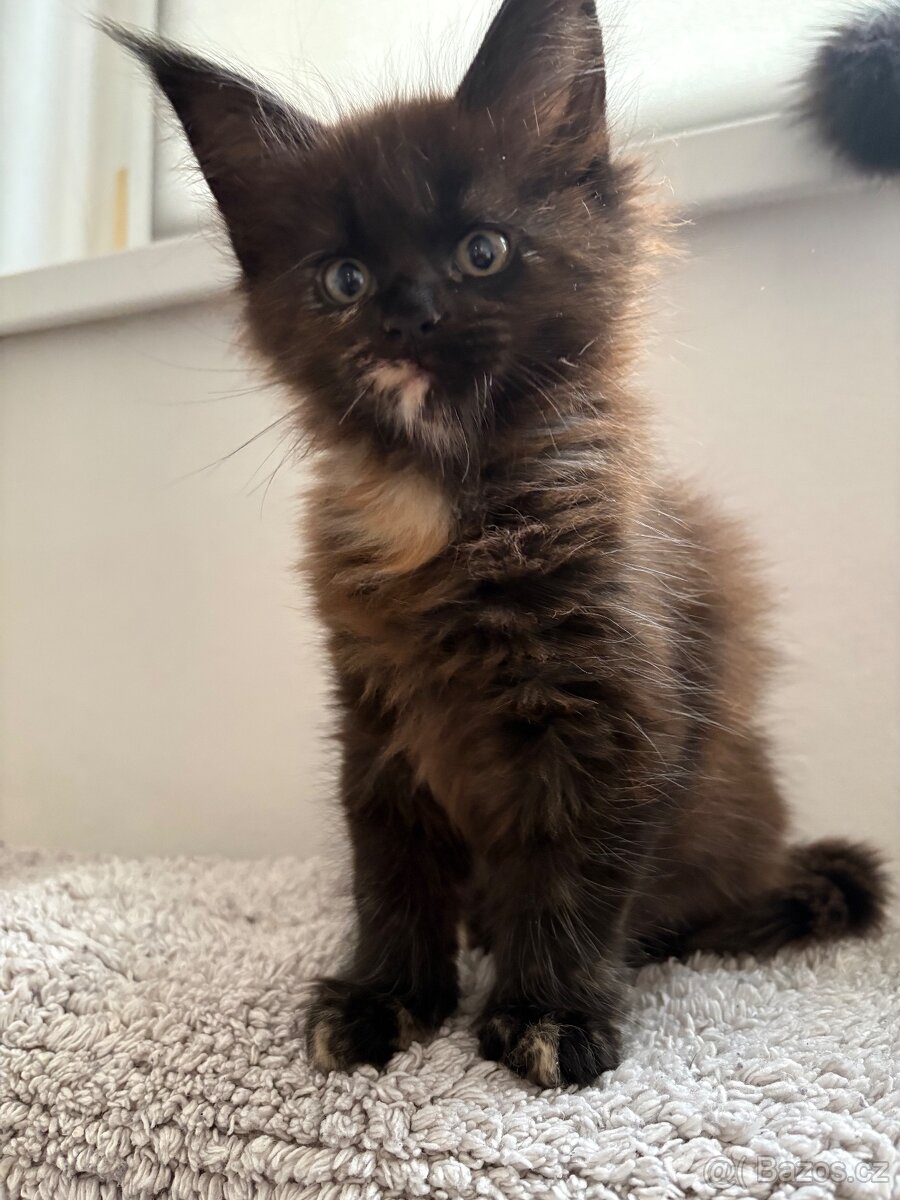 Mainska mývalí - 2